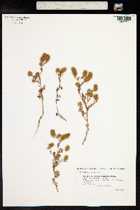 Trifolium arvense image