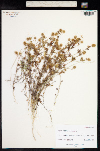 Trifolium arvense image