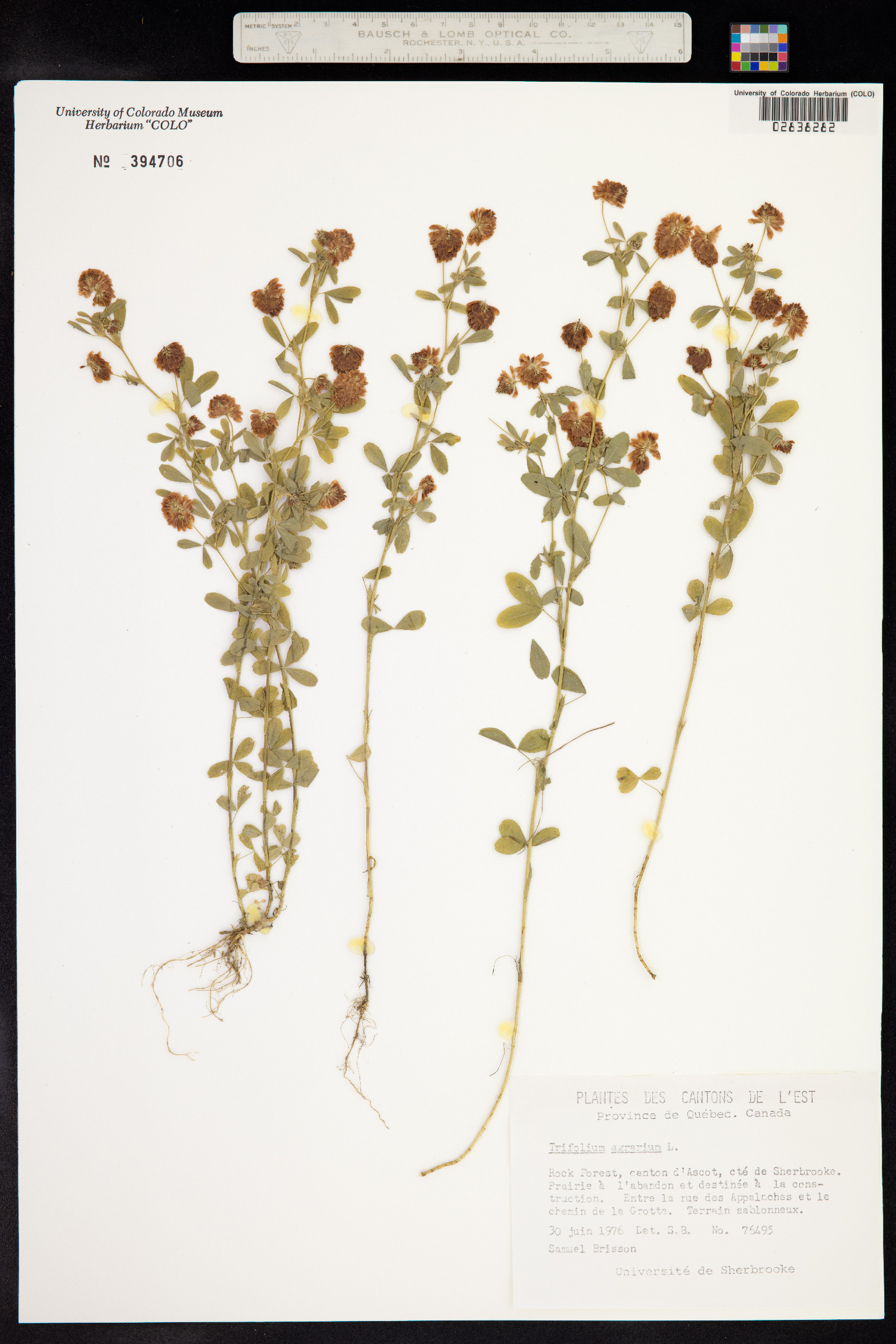 Trifolium aureum image