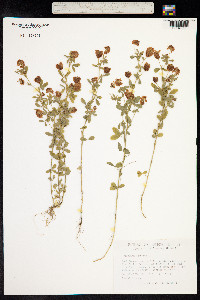 Trifolium aureum image