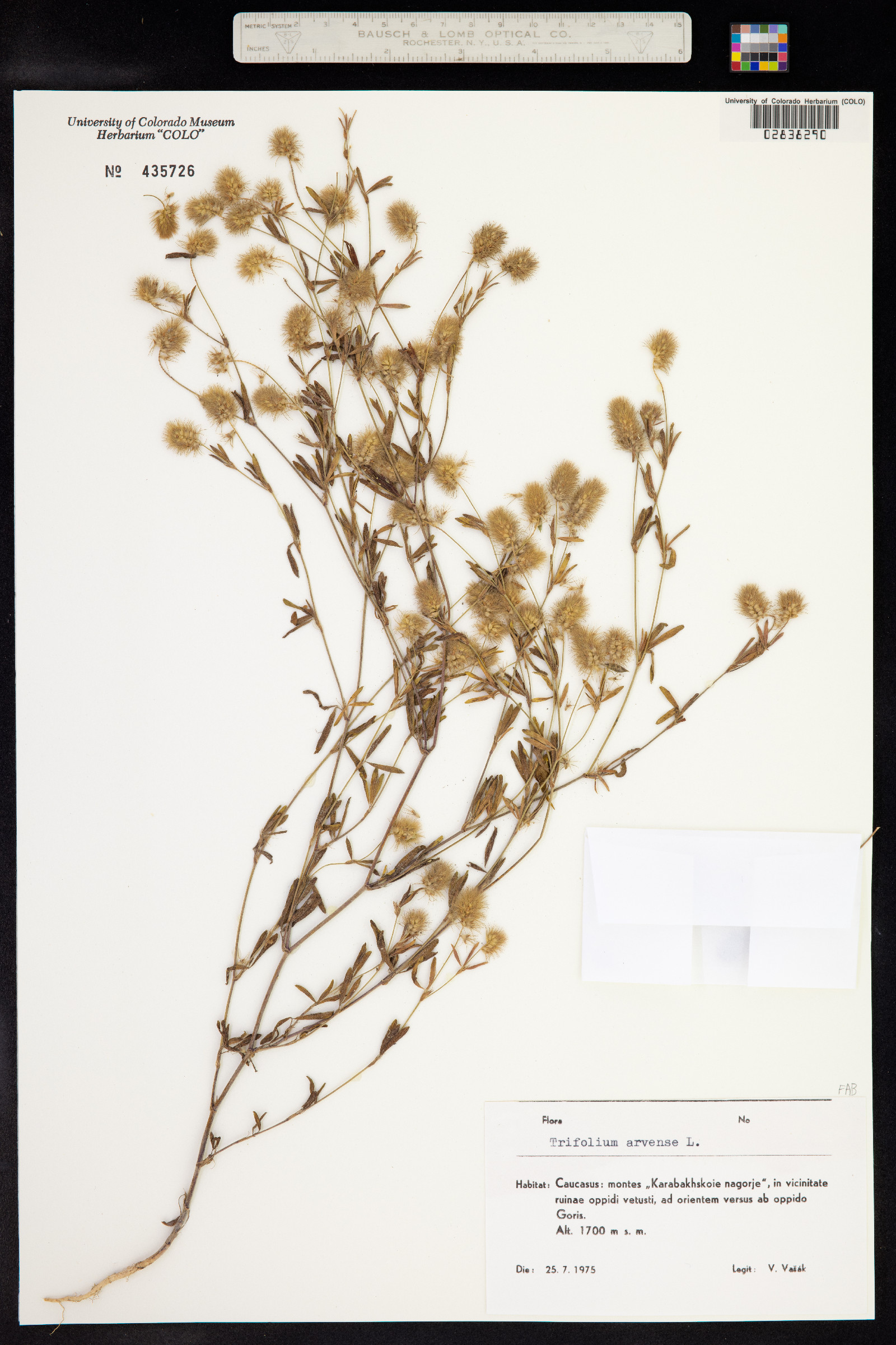 Trifolium arvense image