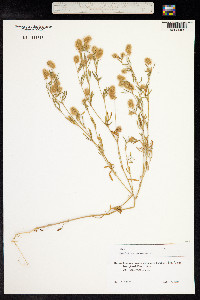 Trifolium arvense image