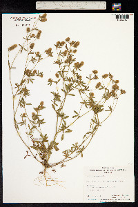 Trifolium arvense image