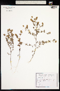 Trifolium arvense image