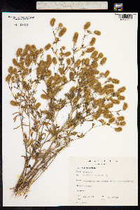 Trifolium arvense image