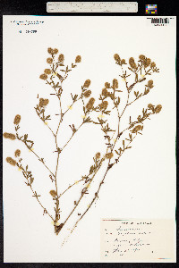 Trifolium arvense image