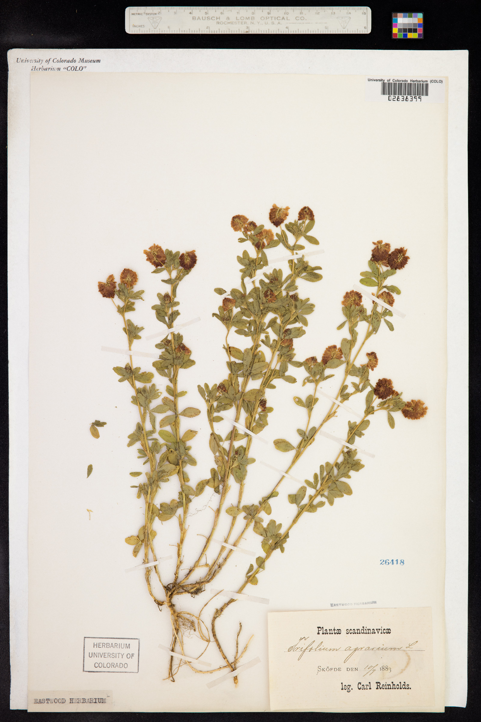 Trifolium aureum image