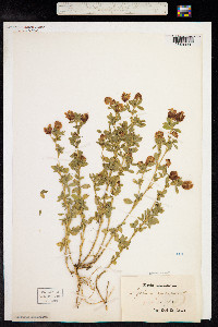 Trifolium aureum image