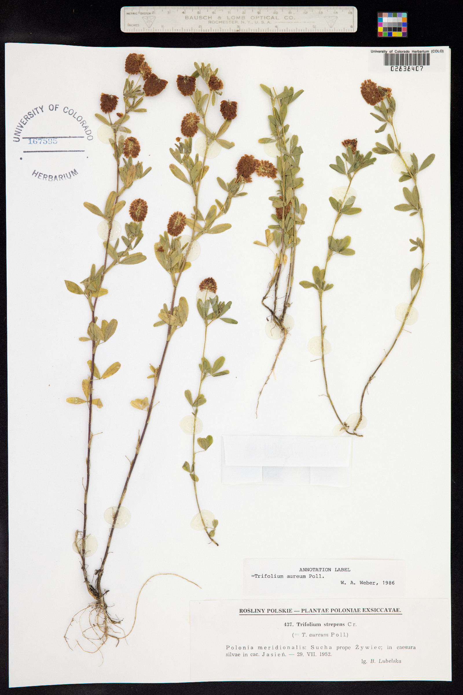 Trifolium aureum image