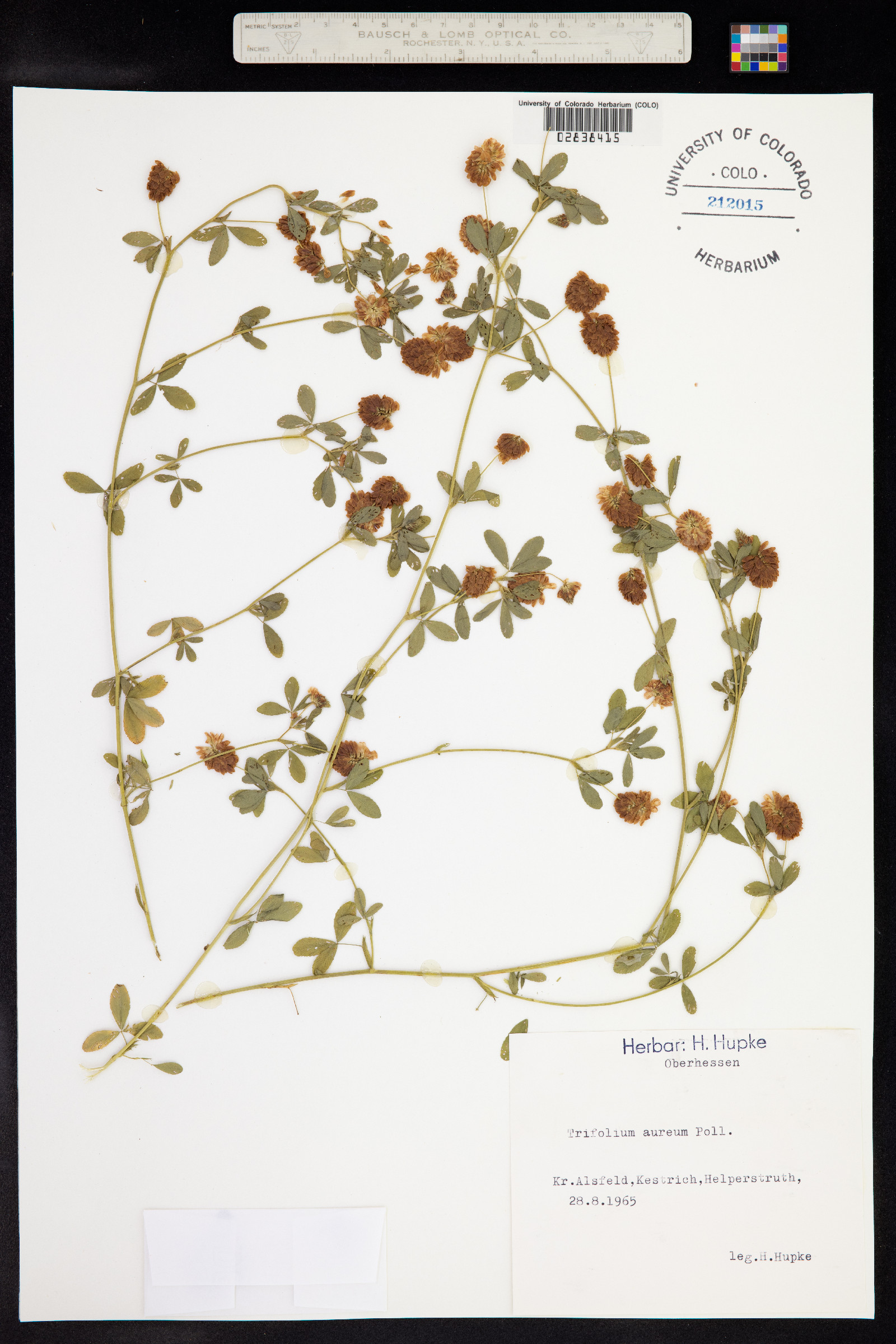 Trifolium aureum image