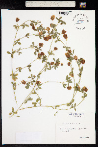 Trifolium aureum image