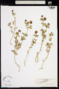 Trifolium aureum image