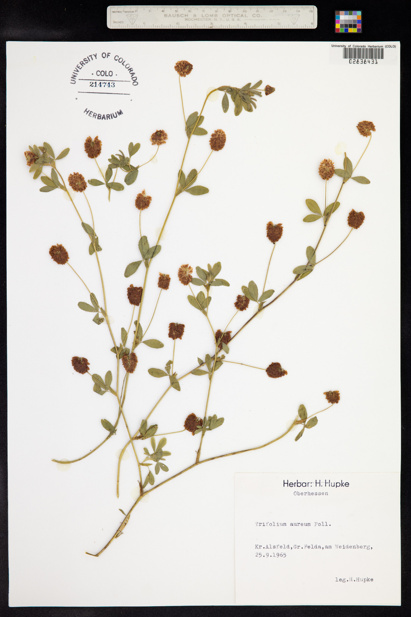 Trifolium aureum image