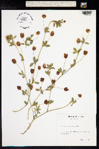 Trifolium aureum image