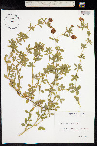 Trifolium aureum image