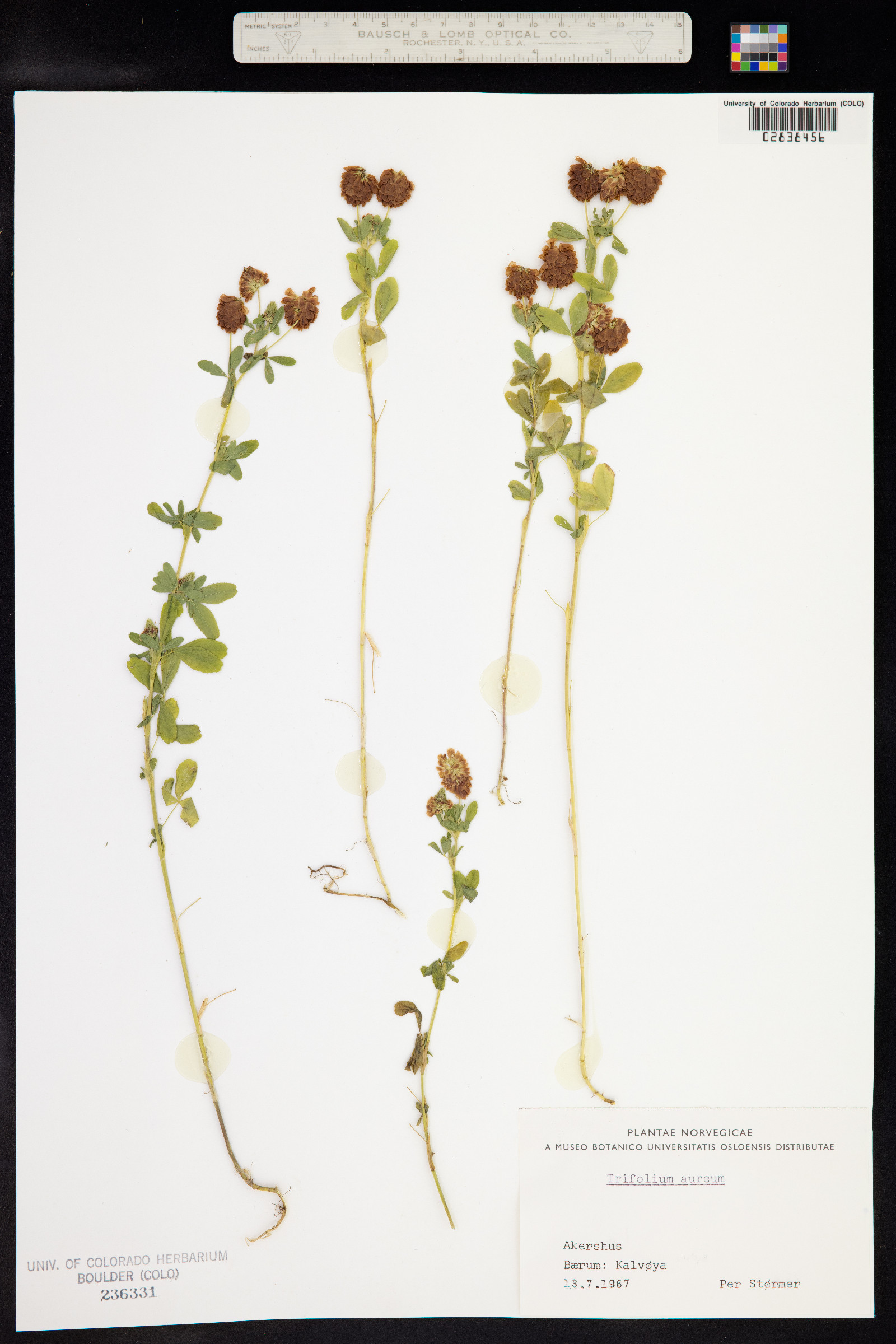 Trifolium aureum image