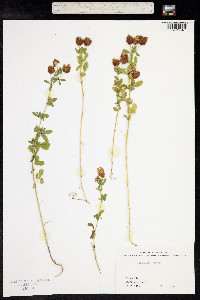 Trifolium aureum image