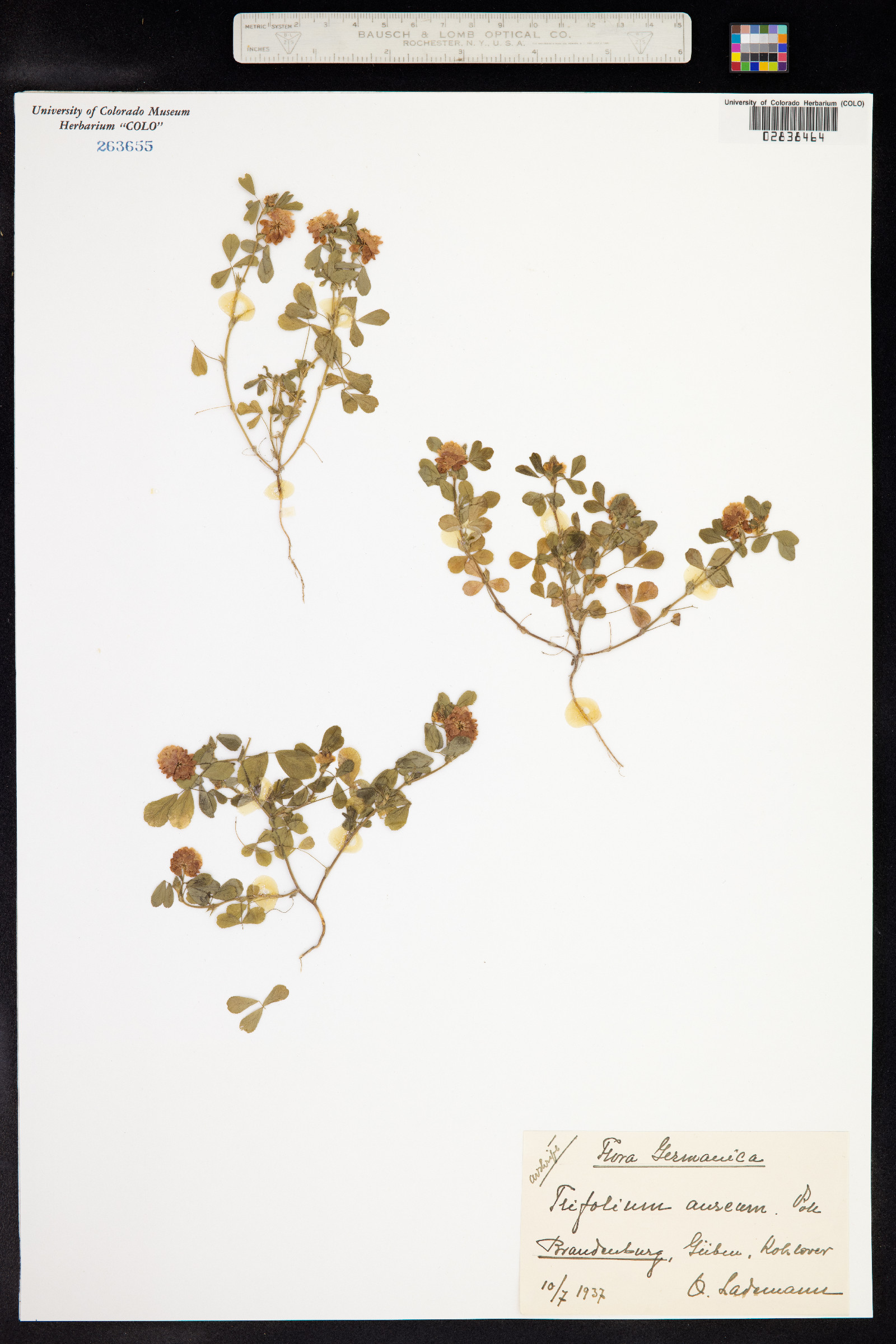 Trifolium aureum image