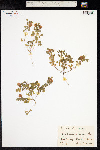 Trifolium aureum image