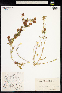 Trifolium aureum image