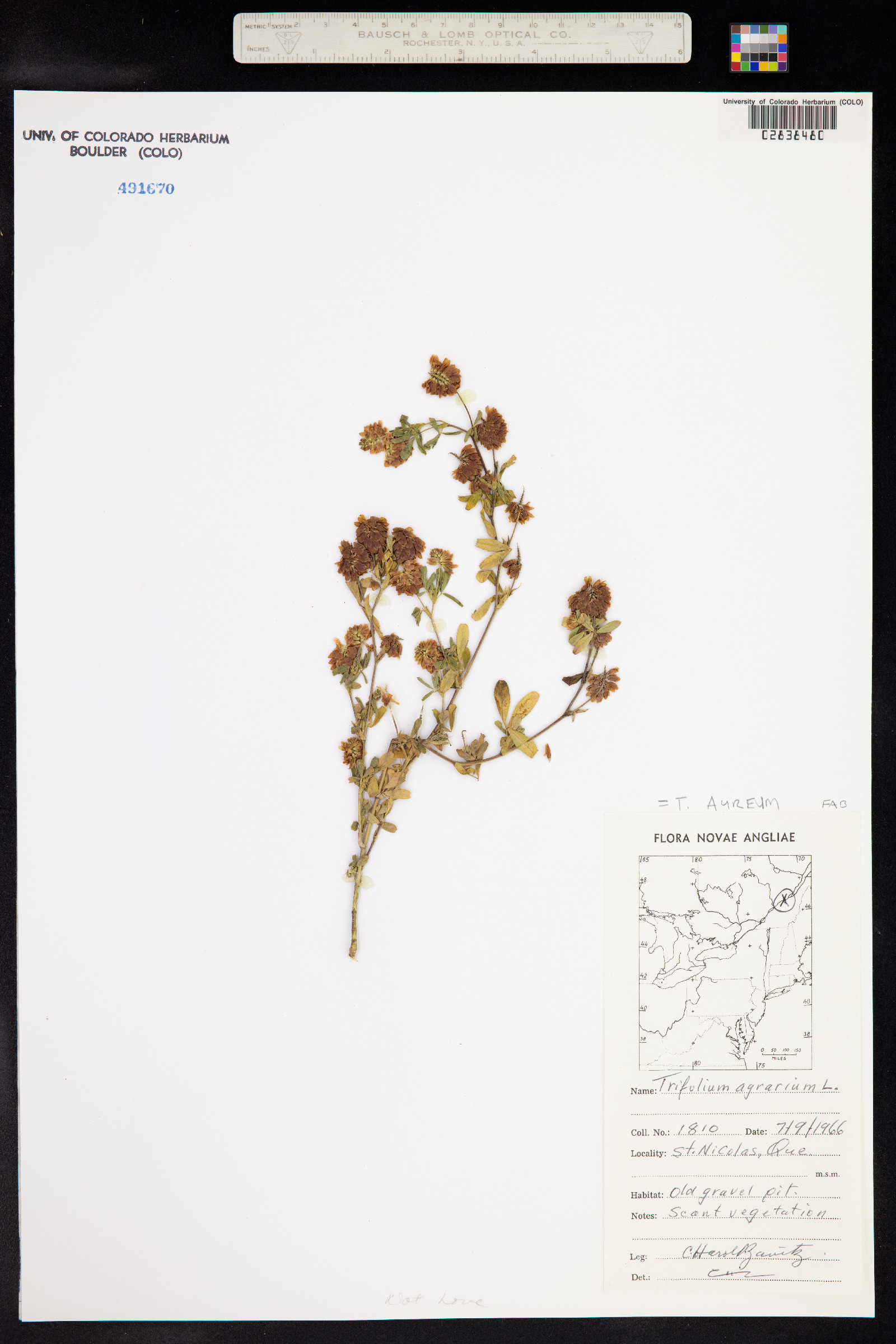 Trifolium aureum image
