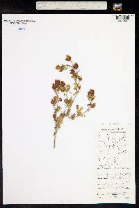 Trifolium aureum image