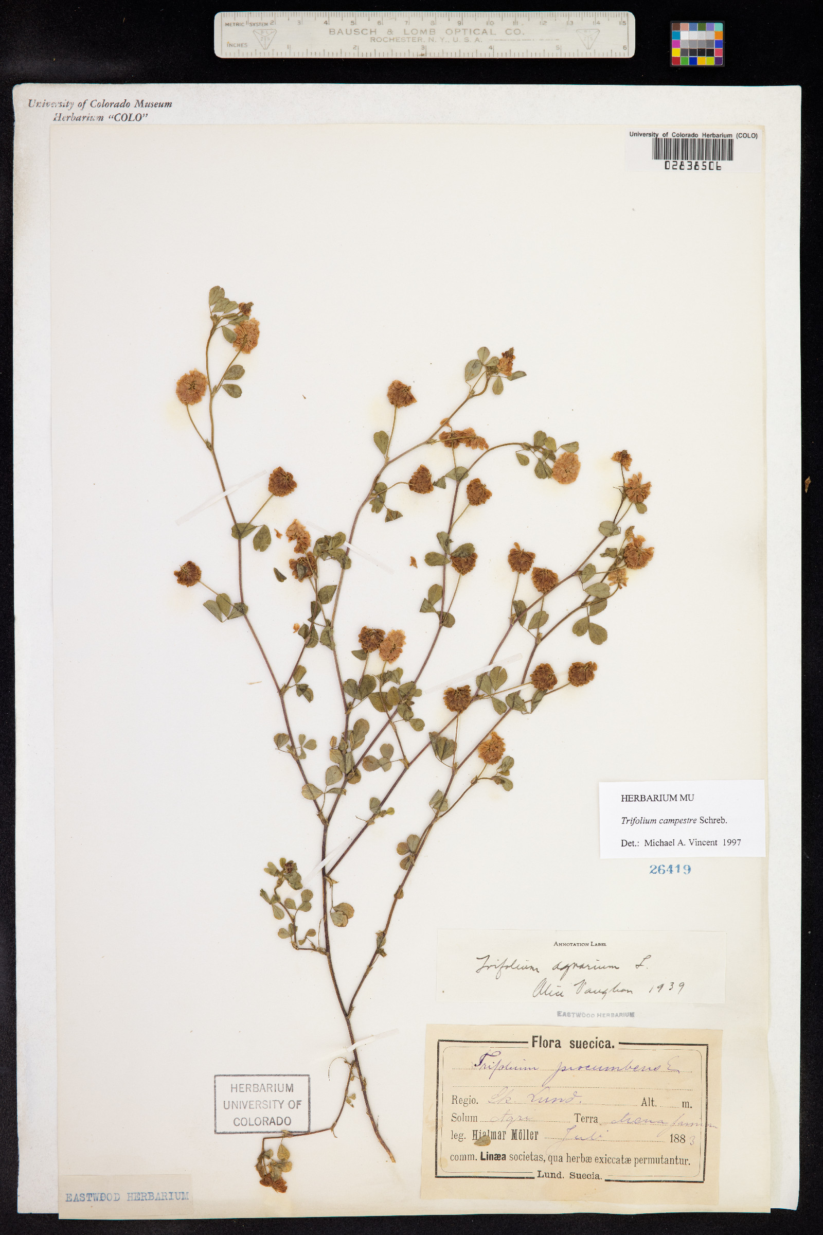 Trifolium campestre image