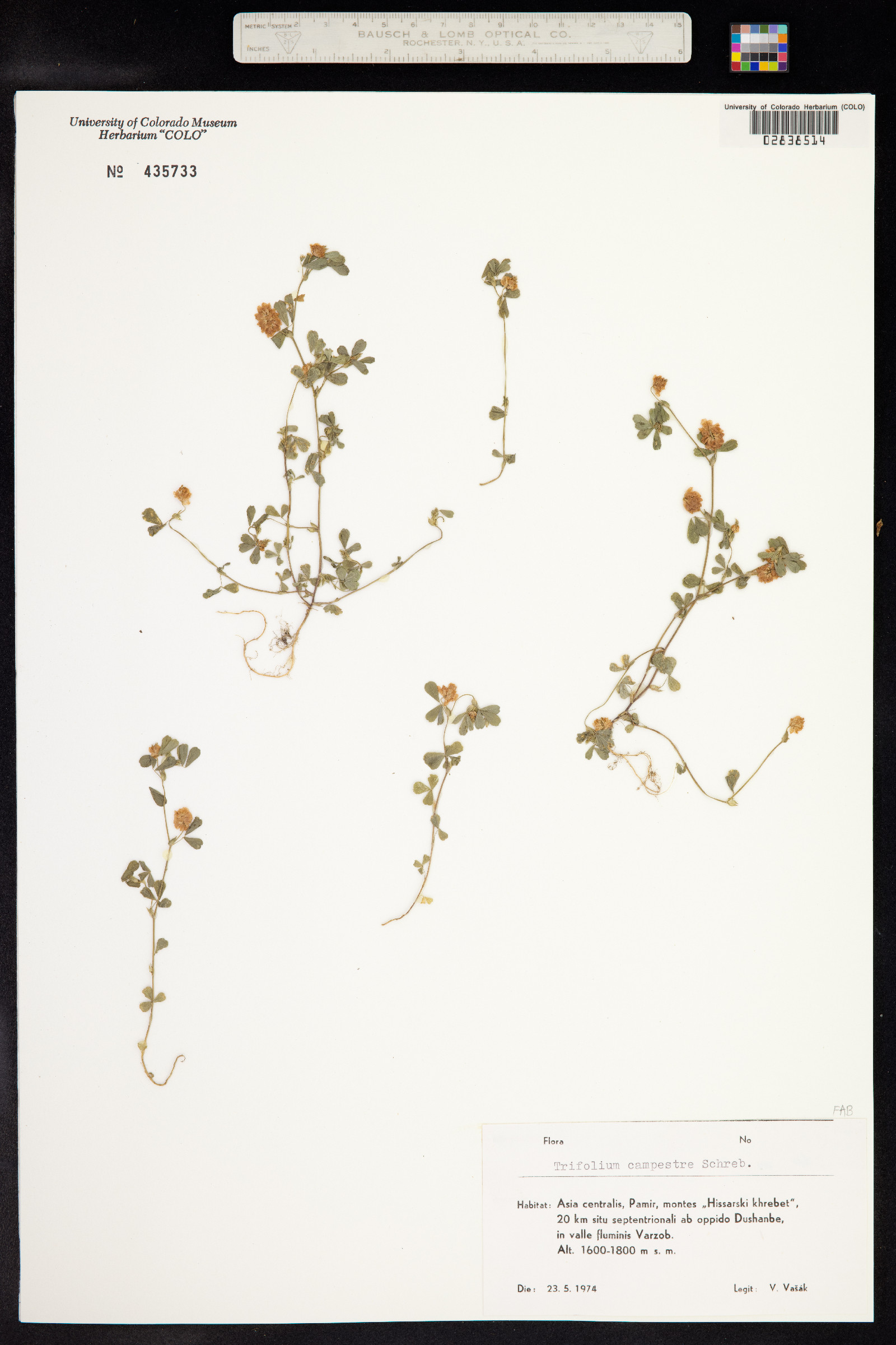 Trifolium campestre image