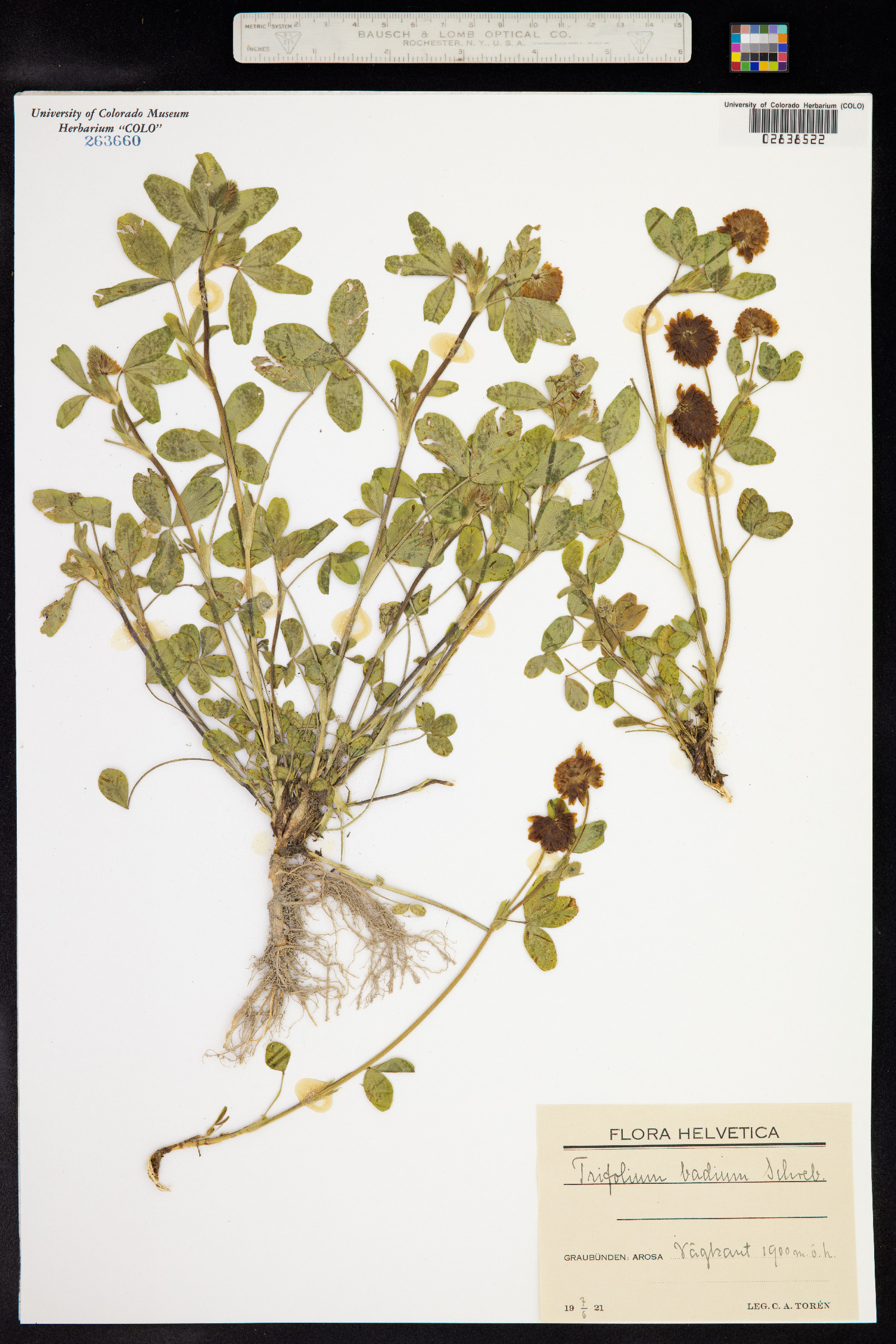 Trifolium badium image