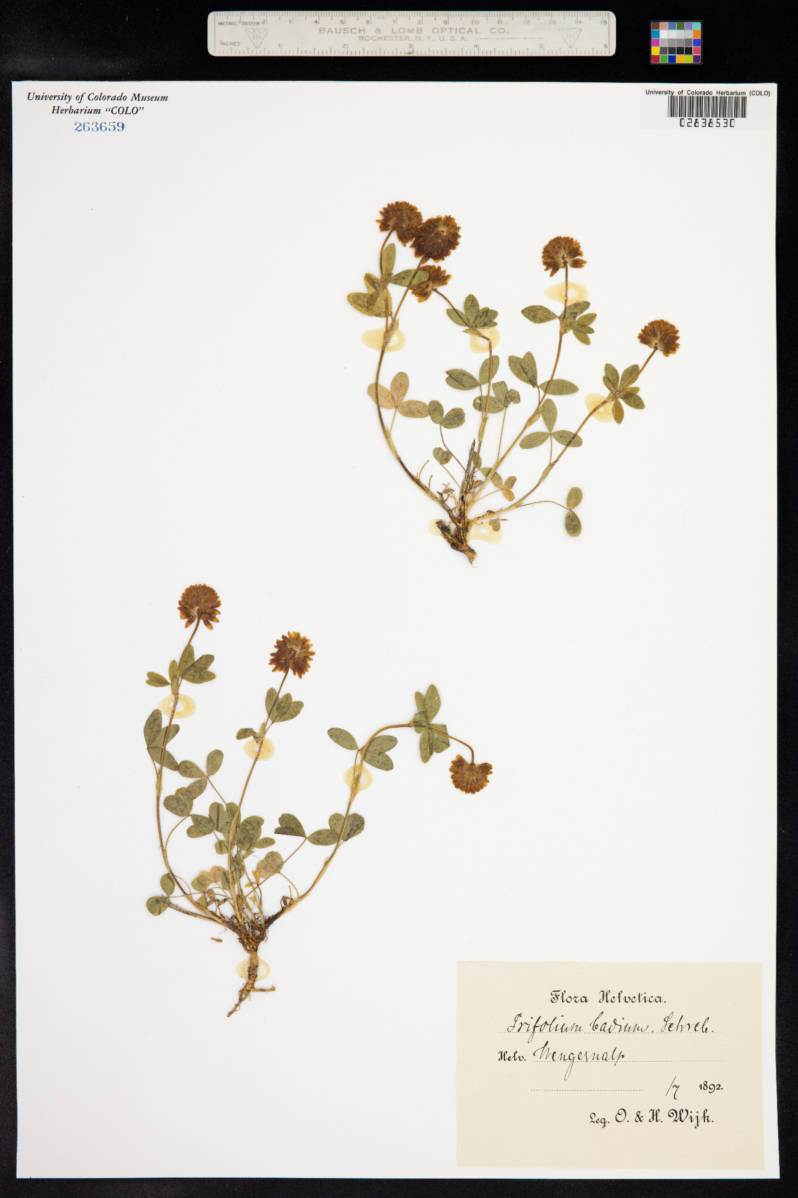 Trifolium badium image