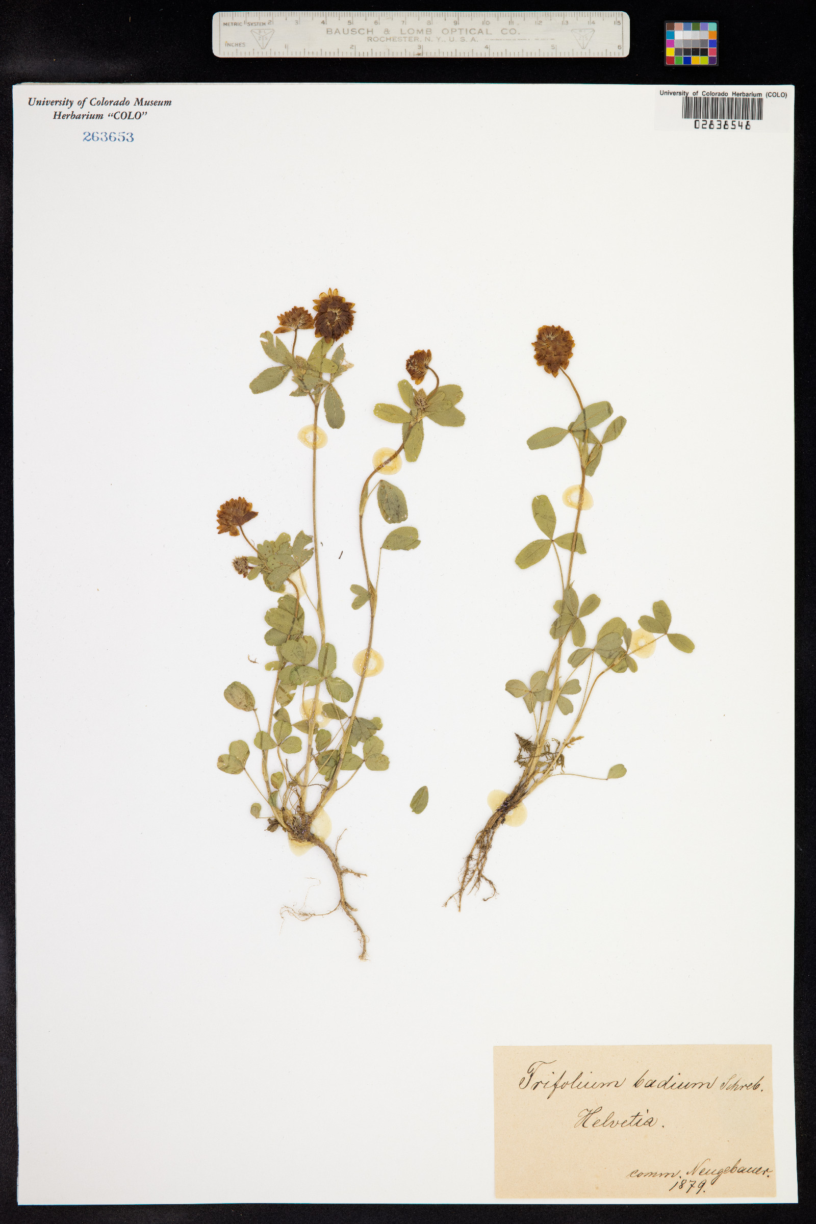 Trifolium badium image