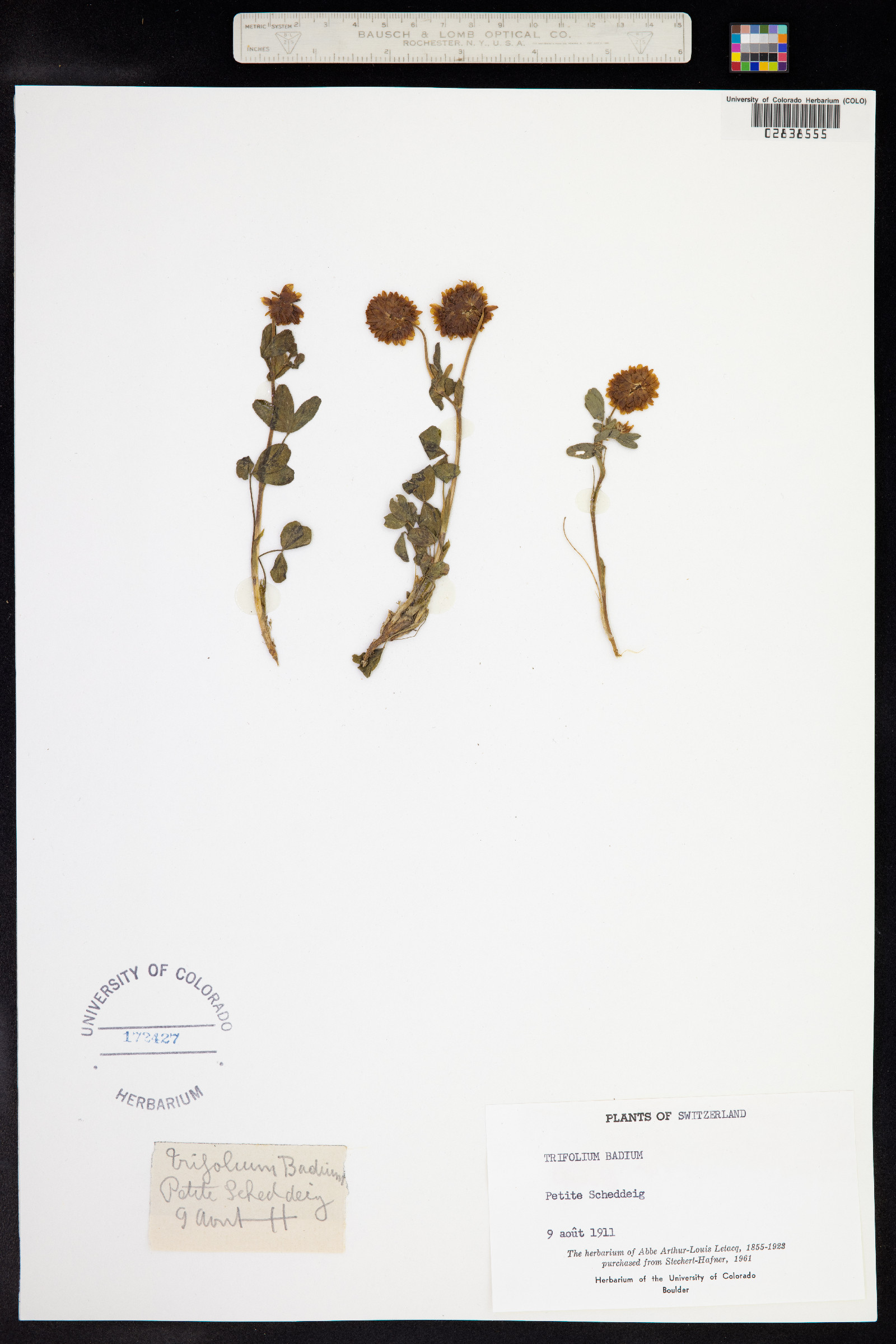 Trifolium badium image