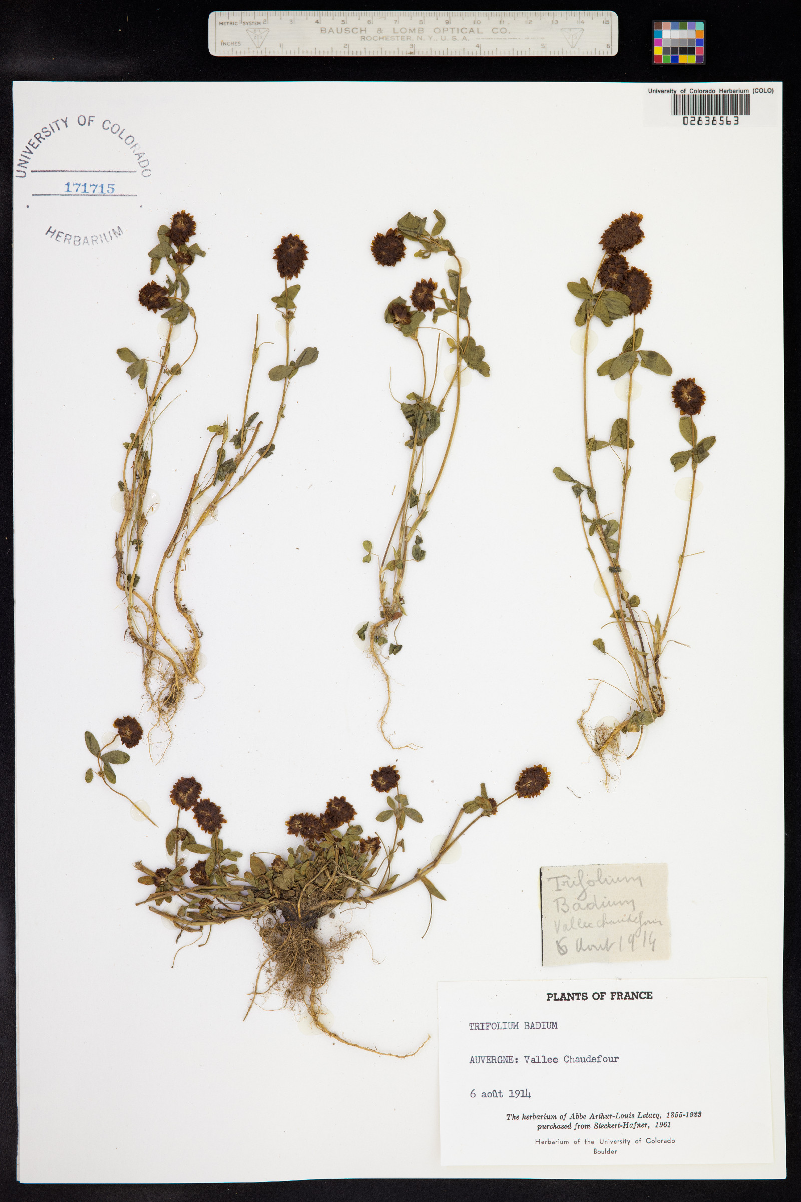 Trifolium badium image