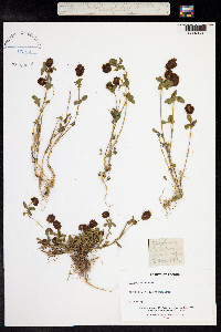 Trifolium badium image