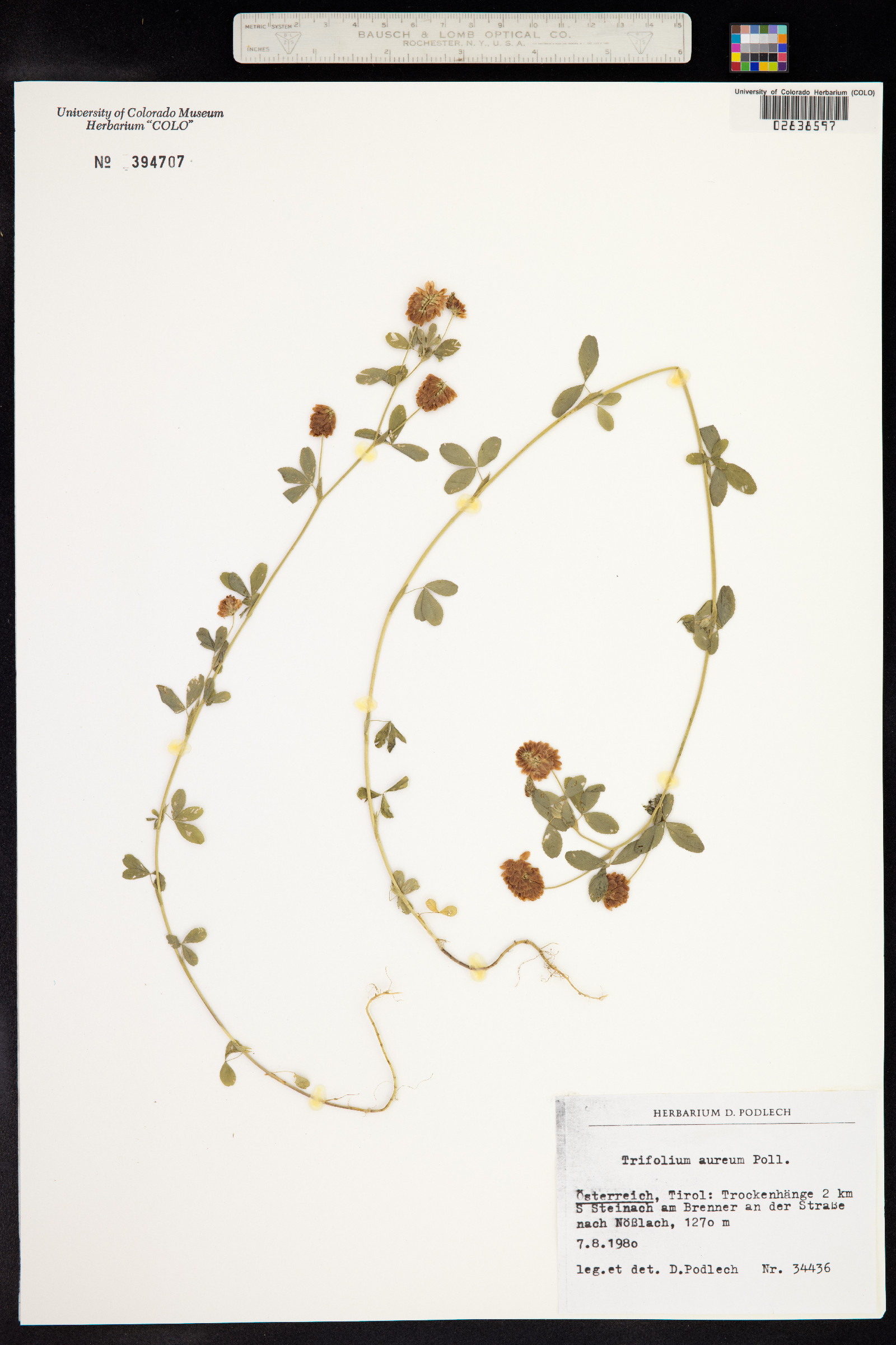 Trifolium aureum image