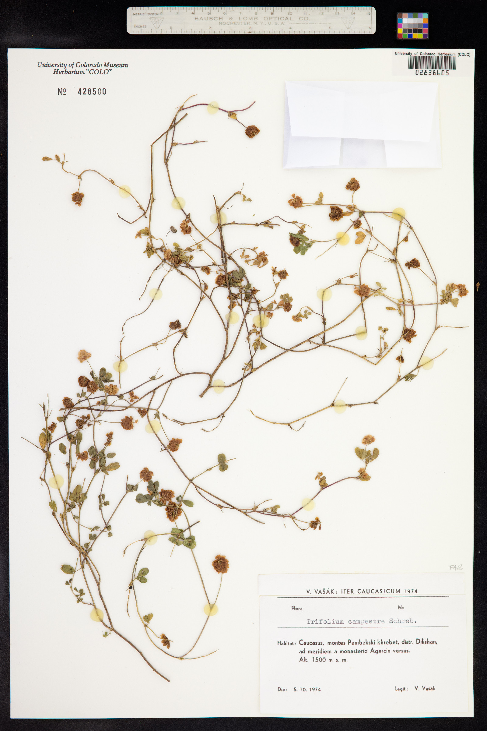 Trifolium campestre image