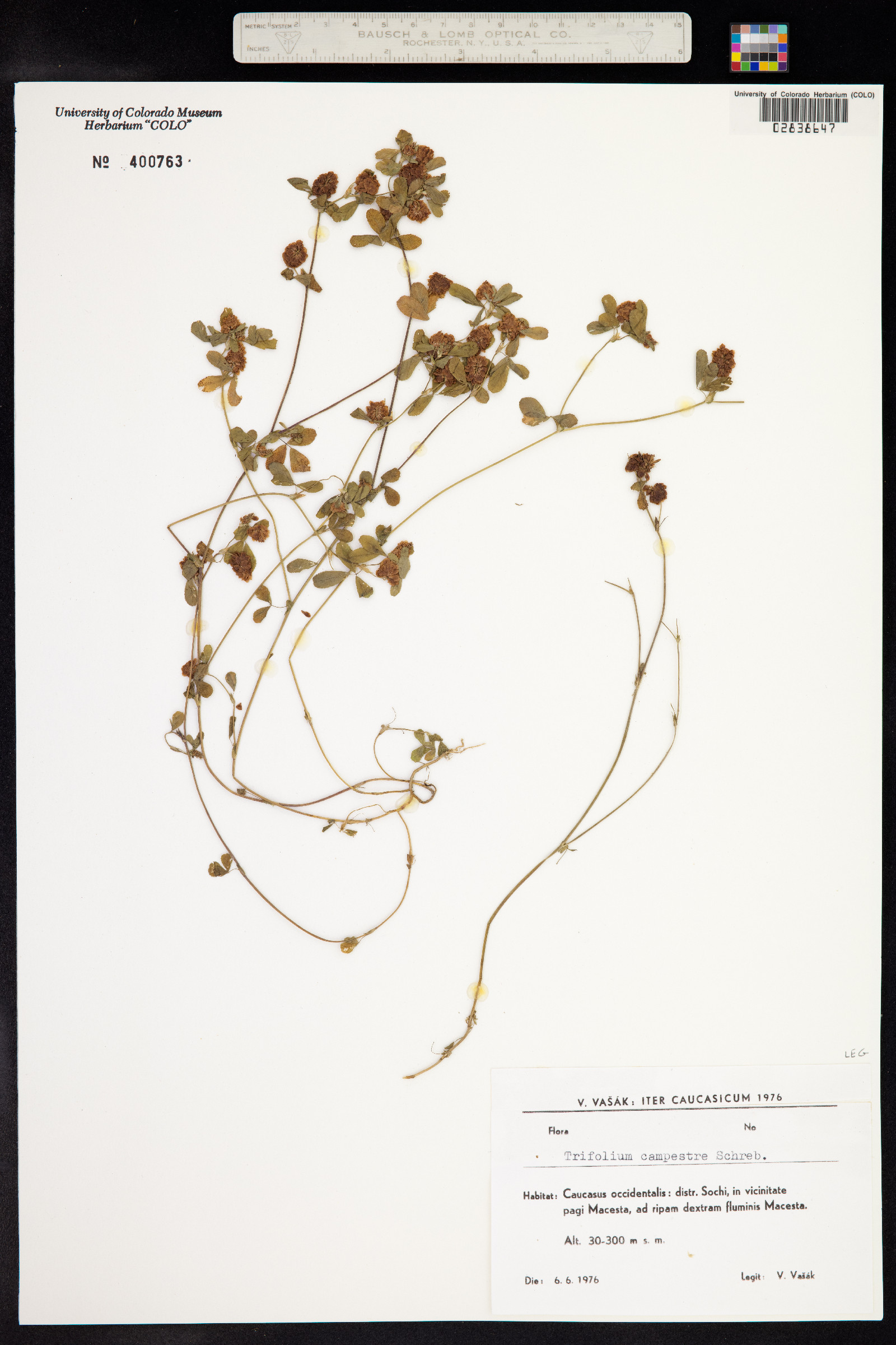 Trifolium campestre image