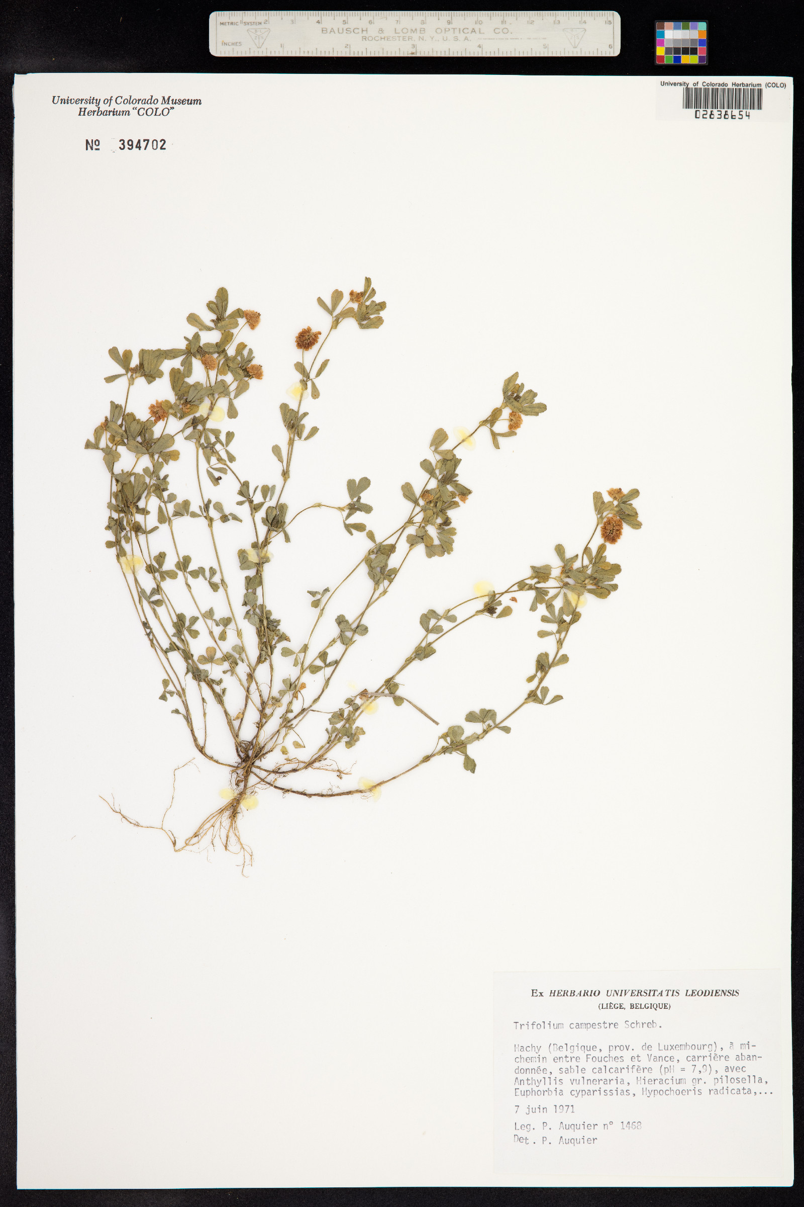 Trifolium campestre image