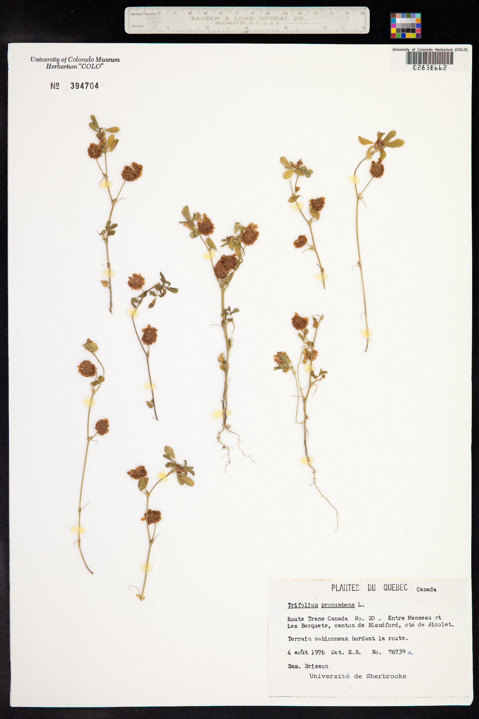 Trifolium campestre image