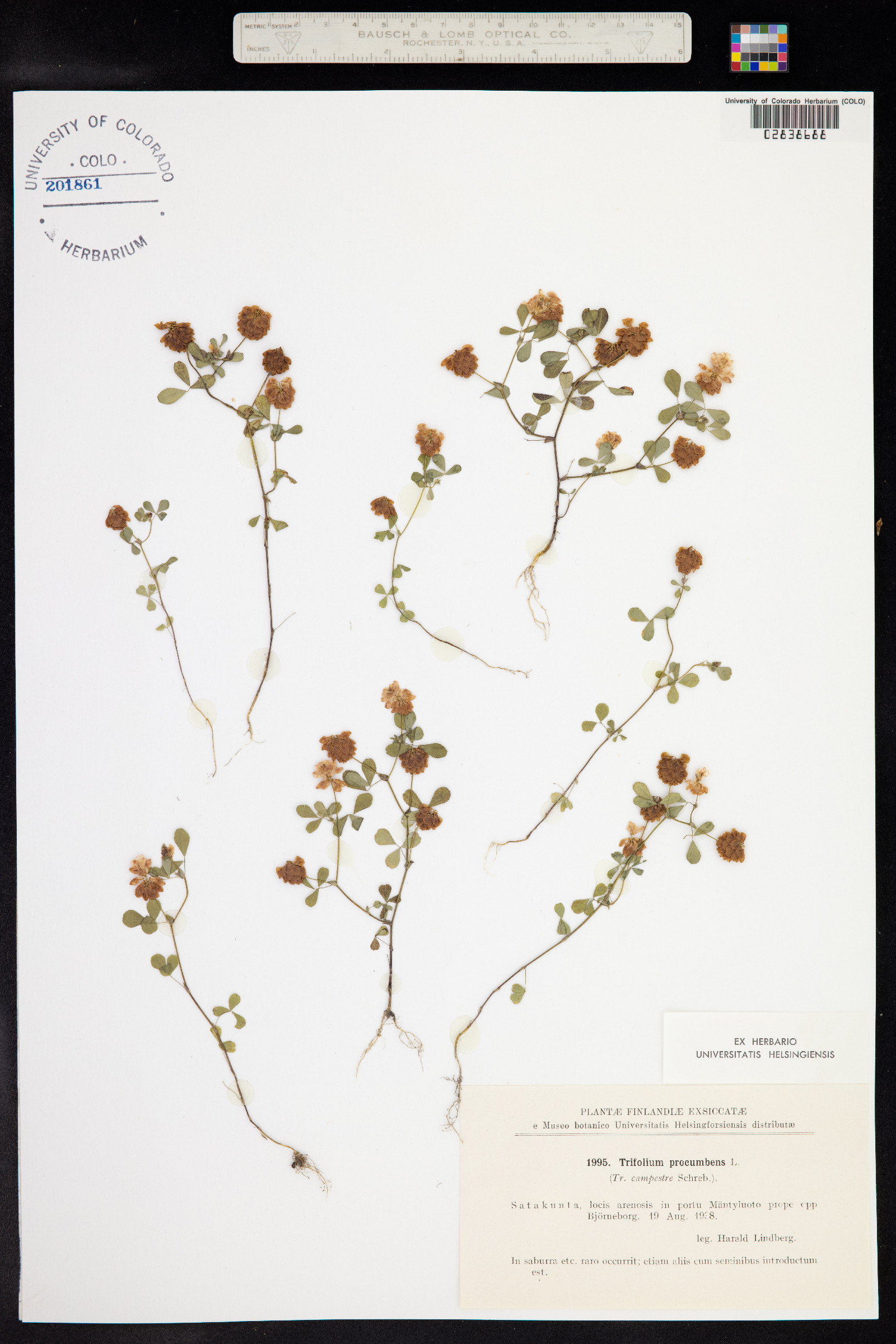 Trifolium campestre image