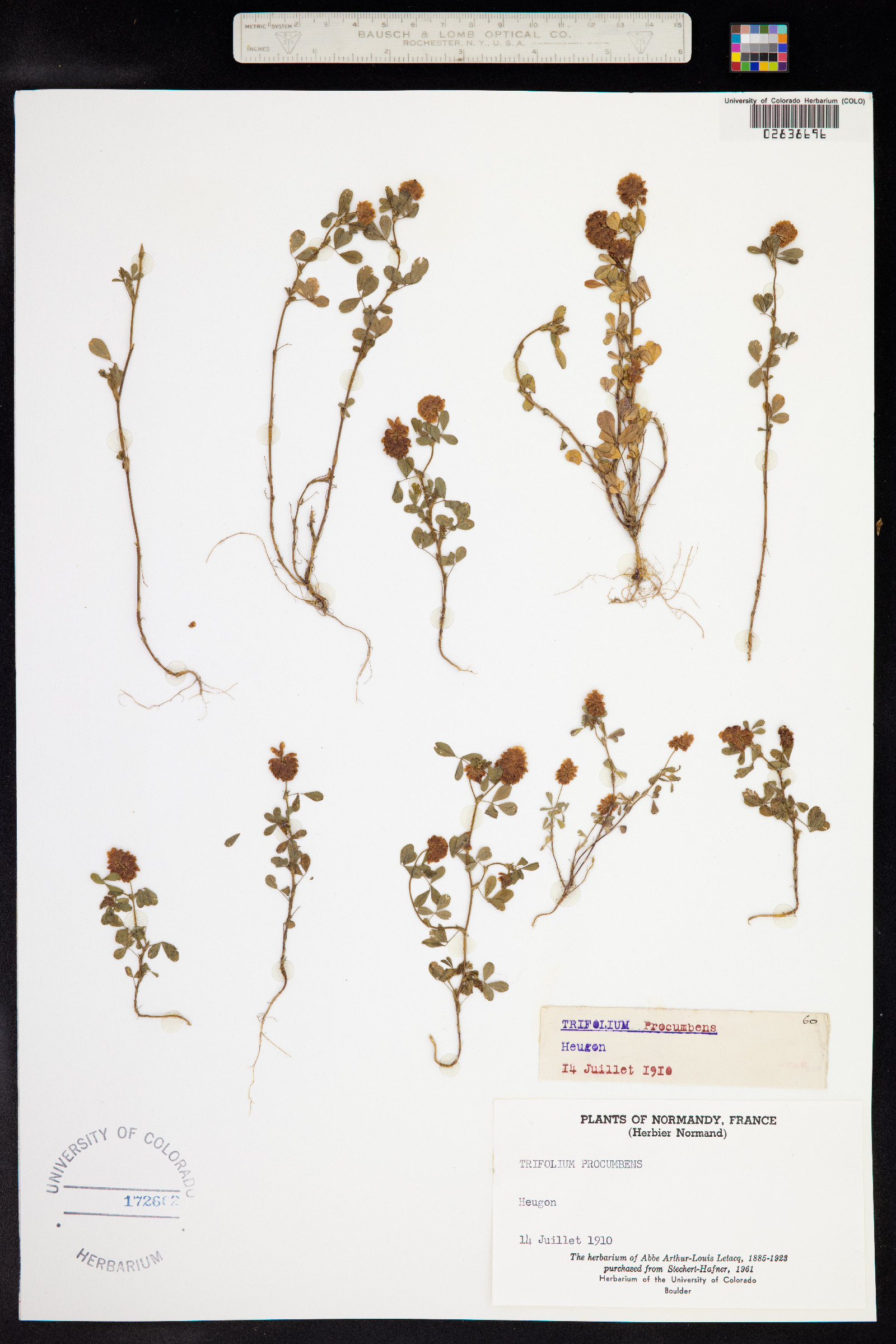 Trifolium campestre image