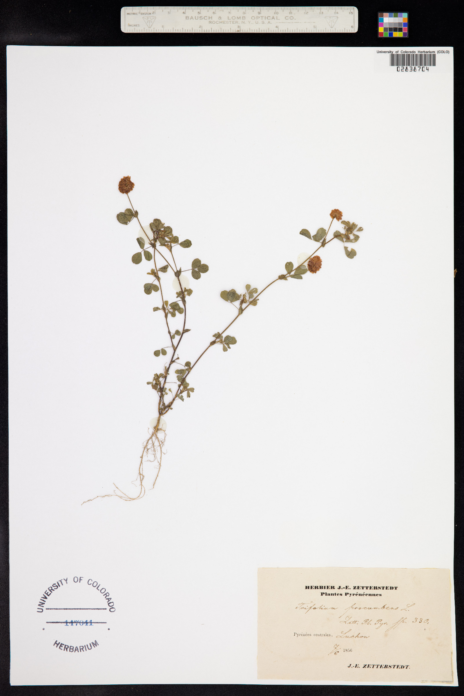 Trifolium campestre image