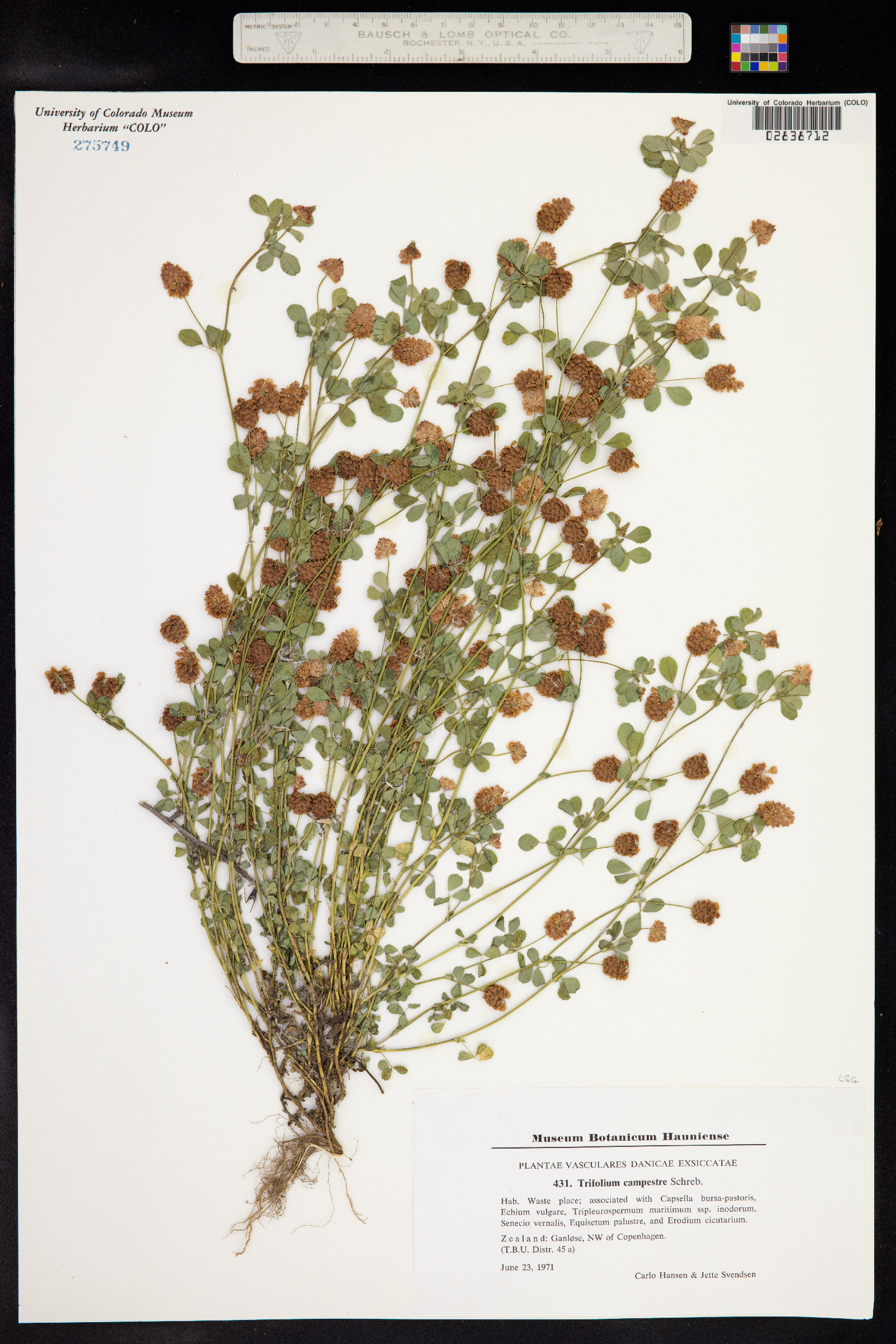 Trifolium campestre image