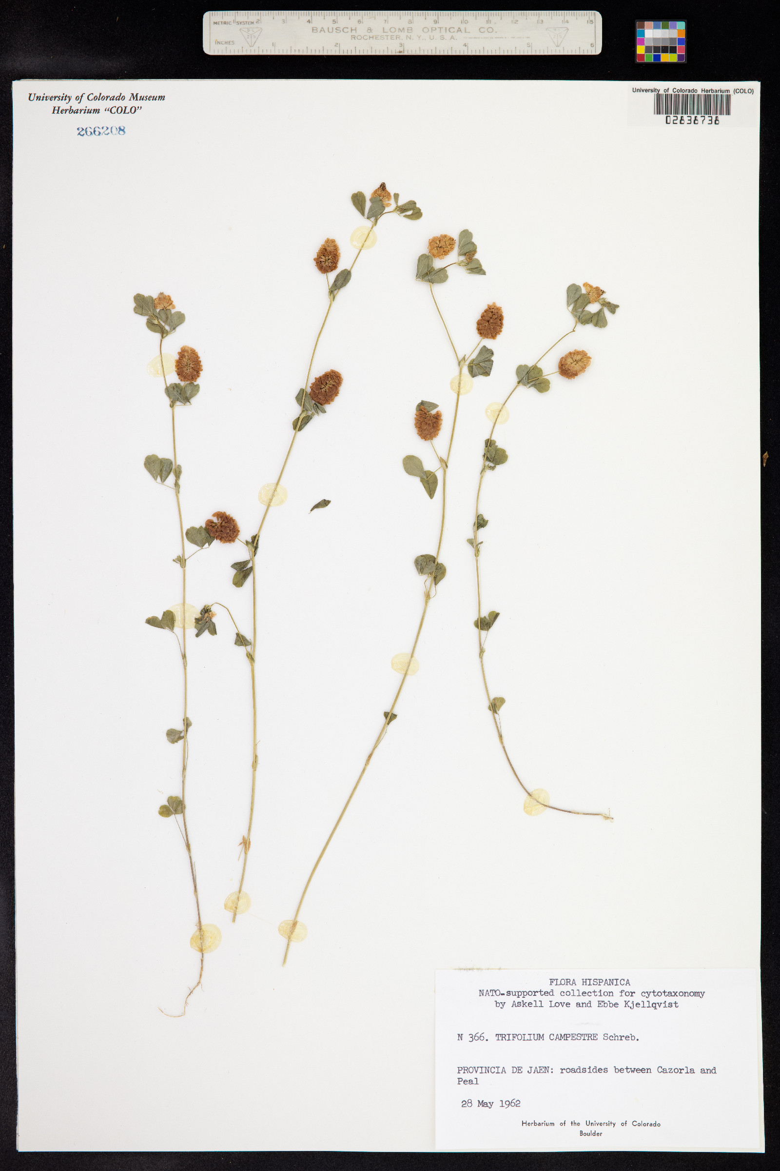 Trifolium campestre image