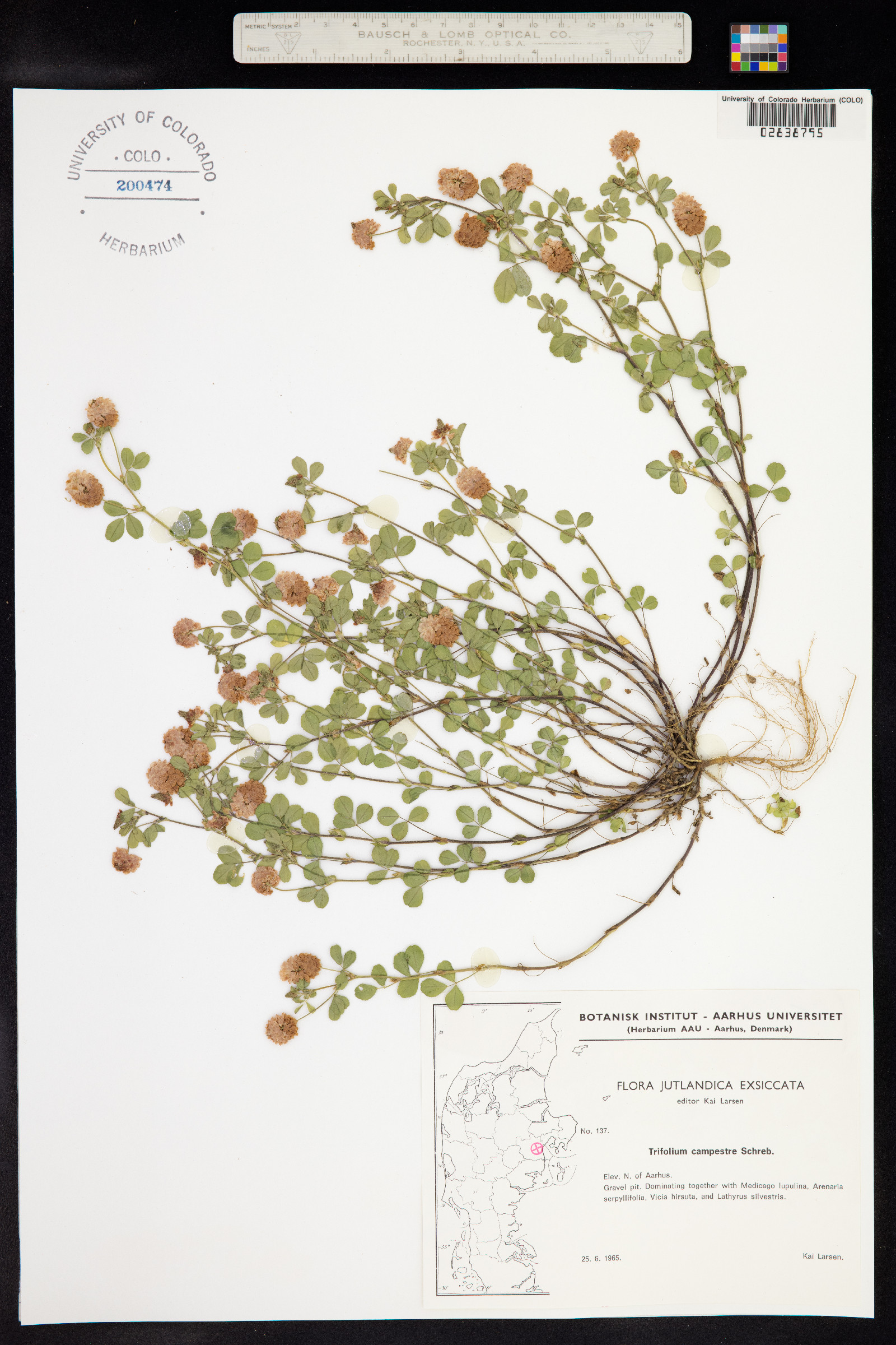 Trifolium campestre image