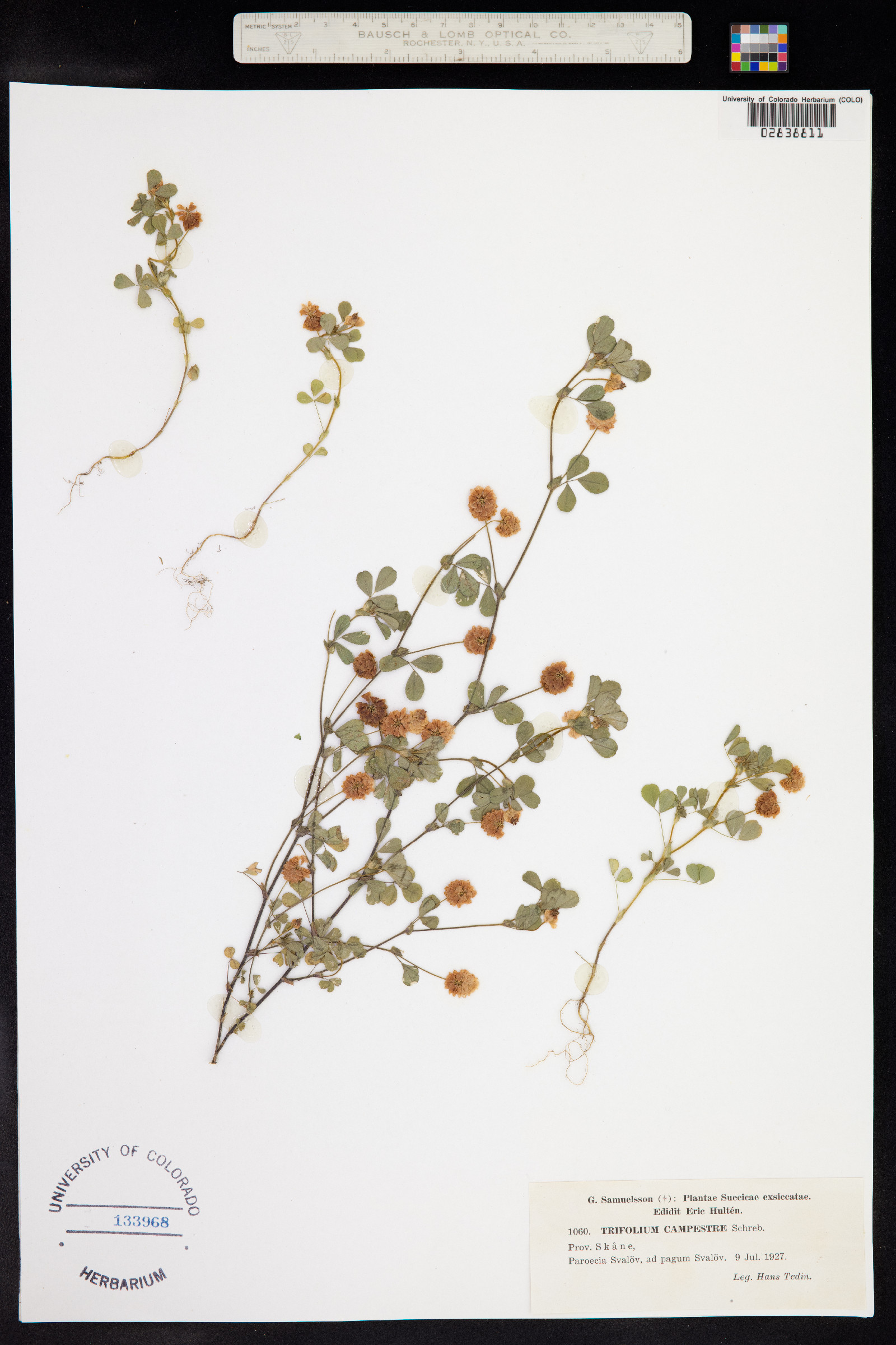 Trifolium campestre image