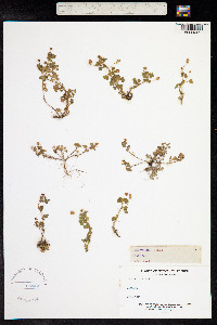 Trifolium dubium image