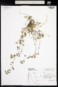 Trifolium dubium image