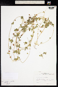 Trifolium dubium image