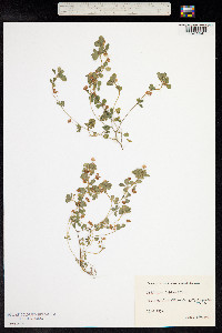 Trifolium dubium image